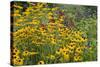 Flower Garden with Black-Eyed Susans and Black and Blue Salvias, Marion County, Il-Richard and Susan Day-Stretched Canvas