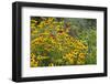 Flower Garden with Black-Eyed Susans and Black and Blue Salvias, Marion County, Il-Richard and Susan Day-Framed Photographic Print