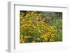 Flower Garden with Black-Eyed Susans and Black and Blue Salvias, Marion County, Il-Richard and Susan Day-Framed Photographic Print