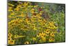 Flower Garden with Black-Eyed Susans and Black and Blue Salvias, Marion County, Il-Richard and Susan Day-Mounted Photographic Print