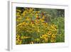 Flower Garden with Black-Eyed Susans and Black and Blue Salvias, Marion County, Il-Richard and Susan Day-Framed Photographic Print