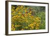 Flower Garden with Black-Eyed Susans and Black and Blue Salvias, Marion County, Il-Richard and Susan Day-Framed Photographic Print