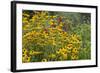 Flower Garden with Black-Eyed Susans and Black and Blue Salvias, Marion County, Il-Richard and Susan Day-Framed Photographic Print