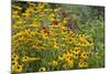 Flower Garden with Black-Eyed Susans and Black and Blue Salvias, Marion County, Il-Richard and Susan Day-Mounted Photographic Print