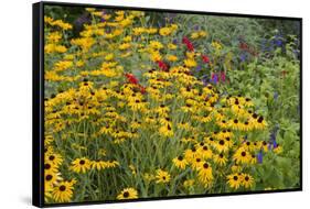 Flower Garden with Black-Eyed Susans and Black and Blue Salvias, Marion County, Il-Richard and Susan Day-Framed Stretched Canvas