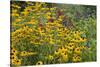 Flower Garden with Black-Eyed Susans and Black and Blue Salvias, Marion County, Il-Richard and Susan Day-Stretched Canvas