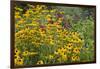 Flower Garden with Black-Eyed Susans and Black and Blue Salvias, Marion County, Il-Richard and Susan Day-Framed Photographic Print