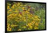 Flower Garden with Black-Eyed Susans and Black and Blue Salvias, Marion County, Il-Richard and Susan Day-Framed Photographic Print