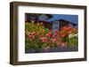 Flower-Garden with Dahlias-Ludwig Mallaun-Framed Photographic Print