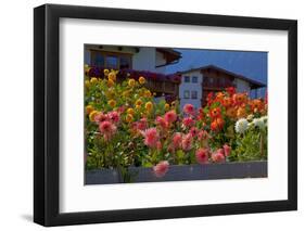 Flower-Garden with Dahlias-Ludwig Mallaun-Framed Photographic Print