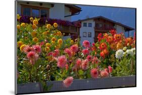 Flower-Garden with Dahlias-Ludwig Mallaun-Mounted Photographic Print