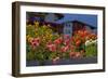 Flower-Garden with Dahlias-Ludwig Mallaun-Framed Photographic Print