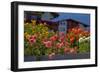 Flower-Garden with Dahlias-Ludwig Mallaun-Framed Photographic Print