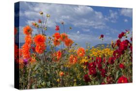 Flower-Garden with Dahlias-Ludwig Mallaun-Stretched Canvas