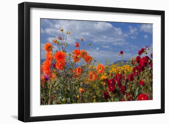 Flower-Garden with Dahlias-Ludwig Mallaun-Framed Photographic Print