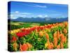 Flower Garden-null-Stretched Canvas