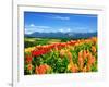 Flower Garden-null-Framed Photographic Print