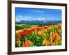 Flower Garden-null-Framed Photographic Print