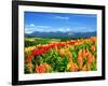 Flower Garden-null-Framed Photographic Print