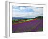 Flower Garden-null-Framed Photographic Print