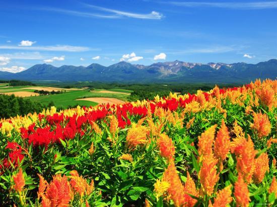 Premium Photographic Print, , large