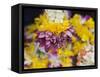 Flower Garlands on a Stall for Temple Offerings, Little India, Singapore, South East Asia-Amanda Hall-Framed Stretched Canvas