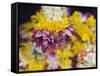 Flower Garlands on a Stall for Temple Offerings, Little India, Singapore, South East Asia-Amanda Hall-Framed Stretched Canvas