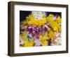 Flower Garlands on a Stall for Temple Offerings, Little India, Singapore, South East Asia-Amanda Hall-Framed Photographic Print