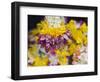 Flower Garlands on a Stall for Temple Offerings, Little India, Singapore, South East Asia-Amanda Hall-Framed Photographic Print