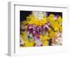 Flower Garlands on a Stall for Temple Offerings, Little India, Singapore, South East Asia-Amanda Hall-Framed Photographic Print