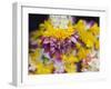 Flower Garlands on a Stall for Temple Offerings, Little India, Singapore, South East Asia-Amanda Hall-Framed Photographic Print