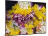 Flower Garlands on a Stall for Temple Offerings, Little India, Singapore, South East Asia-Amanda Hall-Mounted Photographic Print