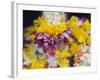 Flower Garlands on a Stall for Temple Offerings, Little India, Singapore, South East Asia-Amanda Hall-Framed Photographic Print