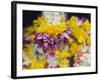 Flower Garlands on a Stall for Temple Offerings, Little India, Singapore, South East Asia-Amanda Hall-Framed Photographic Print