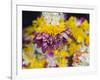 Flower Garlands on a Stall for Temple Offerings, Little India, Singapore, South East Asia-Amanda Hall-Framed Photographic Print