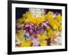 Flower Garlands on a Stall for Temple Offerings, Little India, Singapore, South East Asia-Amanda Hall-Framed Photographic Print