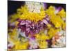 Flower Garlands on a Stall for Temple Offerings, Little India, Singapore, South East Asia-Amanda Hall-Mounted Photographic Print