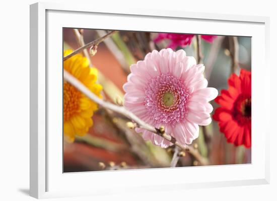 Flower, Gerbera, Blossom-Nikky Maier-Framed Photographic Print