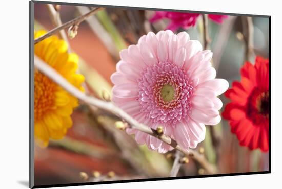 Flower, Gerbera, Blossom-Nikky Maier-Mounted Photographic Print