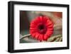 Flower, Gerbera, Blossom-Nikky Maier-Framed Photographic Print