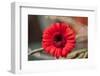 Flower, Gerbera, Blossom-Nikky Maier-Framed Photographic Print