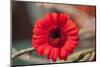 Flower, Gerbera, Blossom-Nikky Maier-Mounted Photographic Print