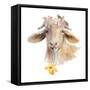 Flower Goat-Lanie Loreth-Framed Stretched Canvas