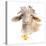Flower Goat-Lanie Loreth-Stretched Canvas