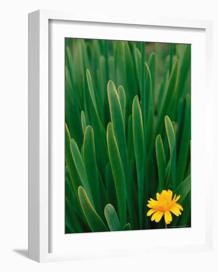 Flower Groundsel, Alaska, USA-Dee Ann Pederson-Framed Photographic Print