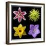 Flower Group 1-Jim Christensen-Framed Photographic Print