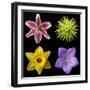 Flower Group 1-Jim Christensen-Framed Photographic Print