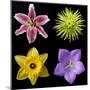 Flower Group 1-Jim Christensen-Mounted Photographic Print