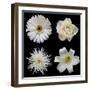 Flower Group 2-Jim Christensen-Framed Photographic Print