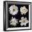 Flower Group 2-Jim Christensen-Framed Photographic Print